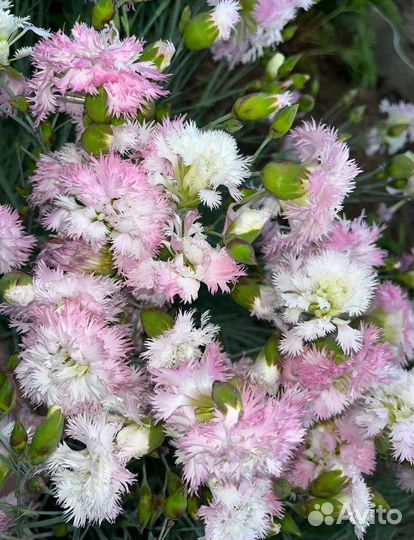 Гвоздика многолетняя