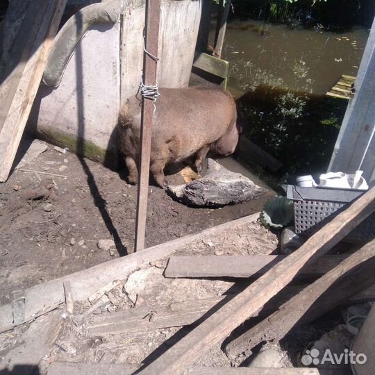 Хряки кармалы