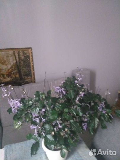 Плектраниус Моно