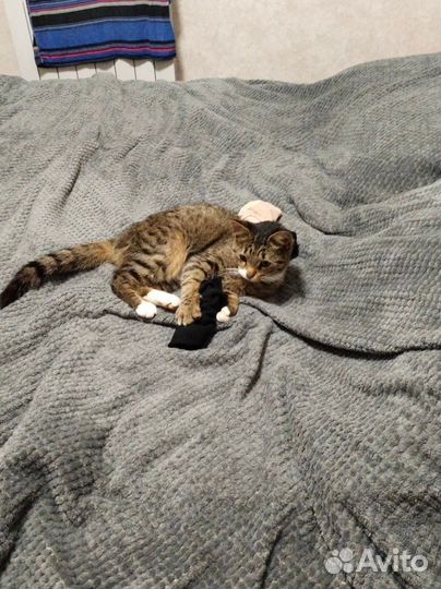 Кошка в дар бесплатно