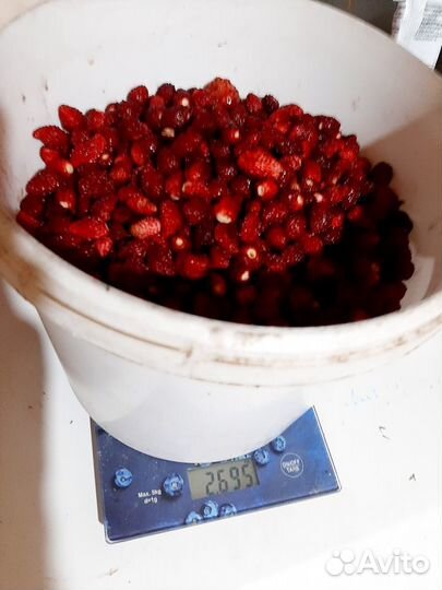 Клубника Великобритания,Маршал,Лесная сказка