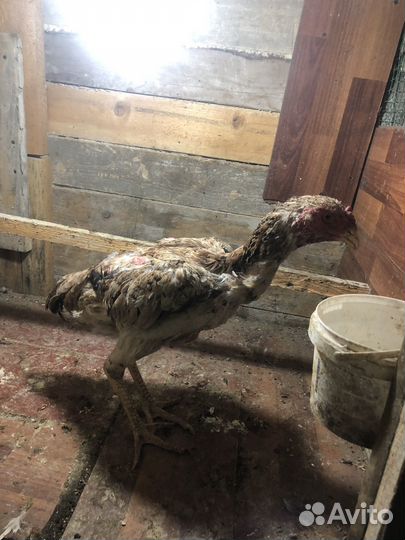 Бойцовая птица