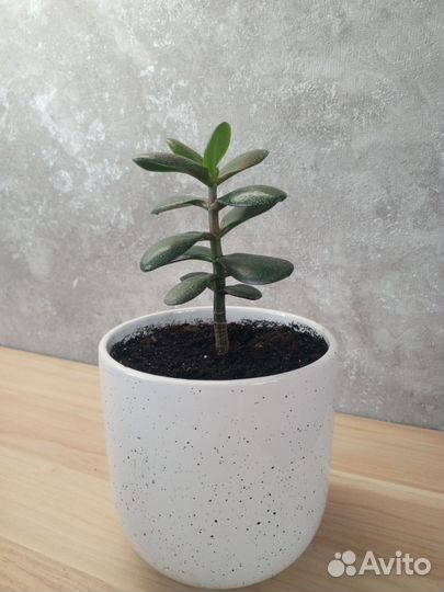 Денежное дерево, толстянка