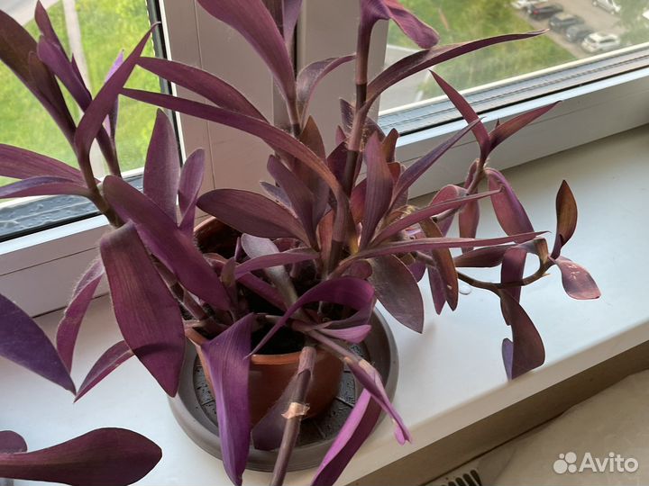 Традесканция фиолетовая