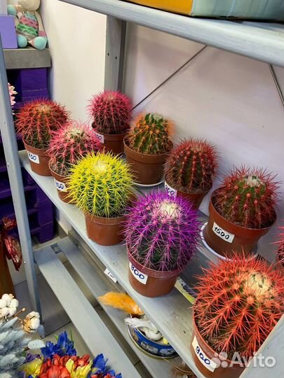 Большой кактус