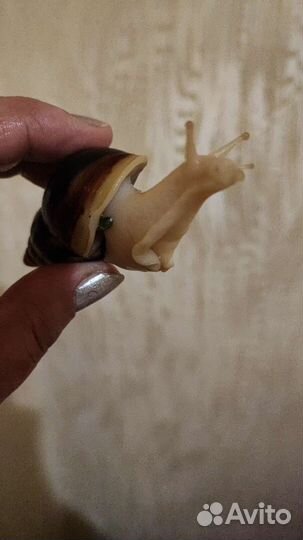 Улитки ахатины