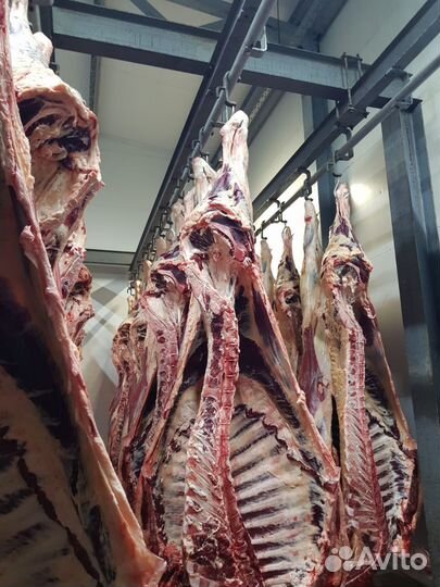 Мясо говядина