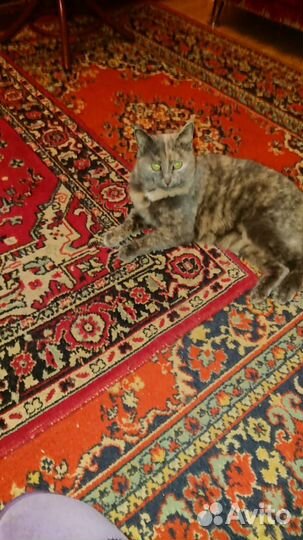 Кошка в дар