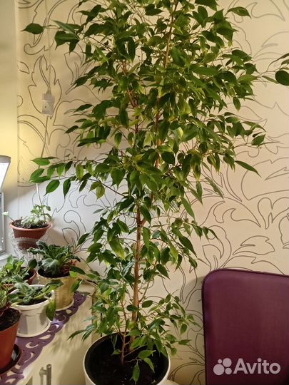 Фикус бенджамина наташа
