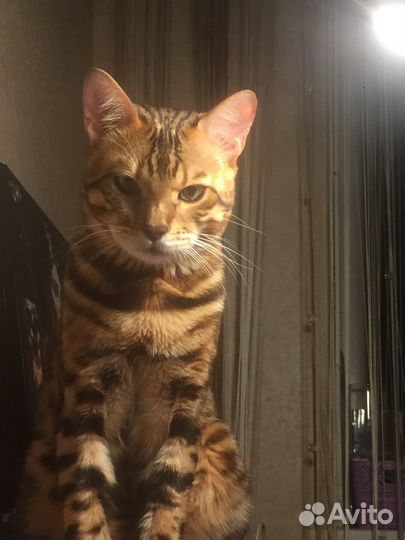 Бенгальский кот вязка