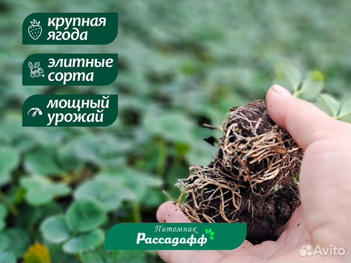 Рассада клубники. Элитные сорта. Оптом