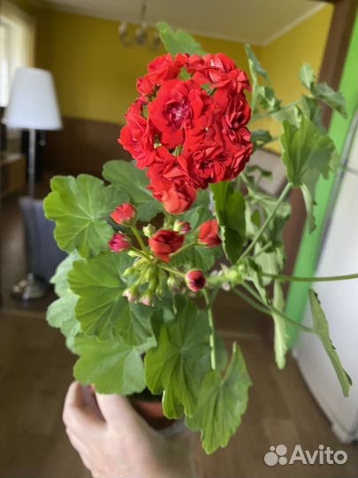 Герань, пеларгония сортовая