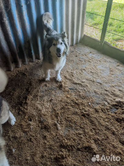 Собаки, Аляскинский маламут