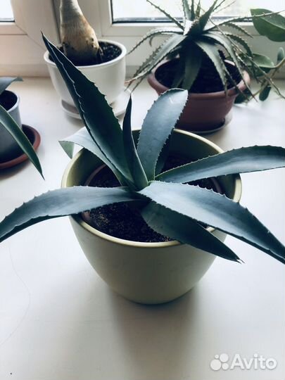 Агава голубая