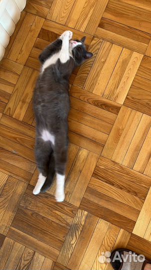 Кошки в добрые руки