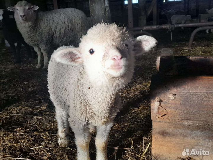 Бараны тексель