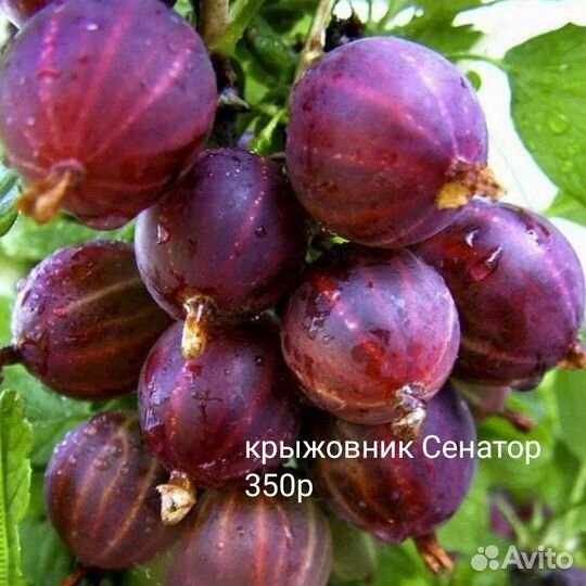 Крыжовник, актинидии