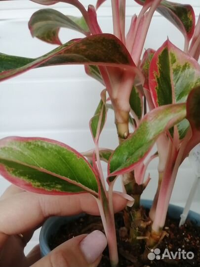 Аглаонема крит флейм