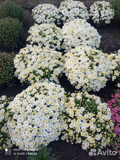 Мультифлора