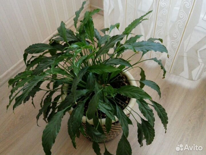 Спатифиллум