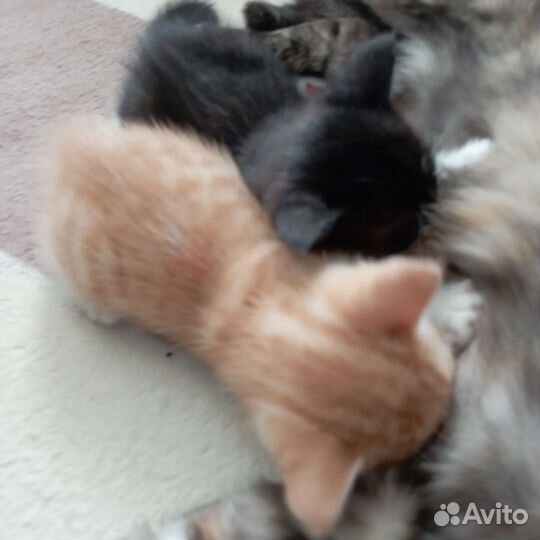 Кошки в добрые руки бесплатно