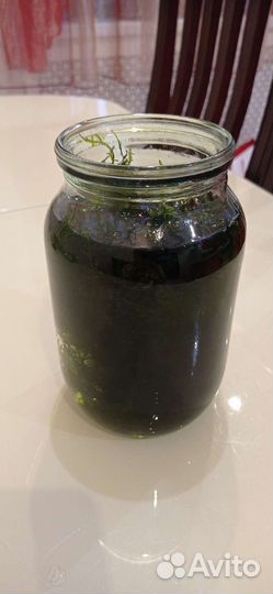 Растения для аквариума, мох рождественский