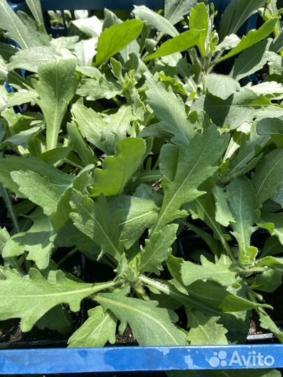 Гайлардия: Меса Ред. Меса Пич, Меса Брайт Колор