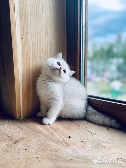 Котенок малышка серебристая шиншилла