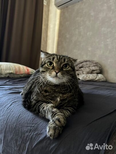 Передержка котов и котоняня на дом