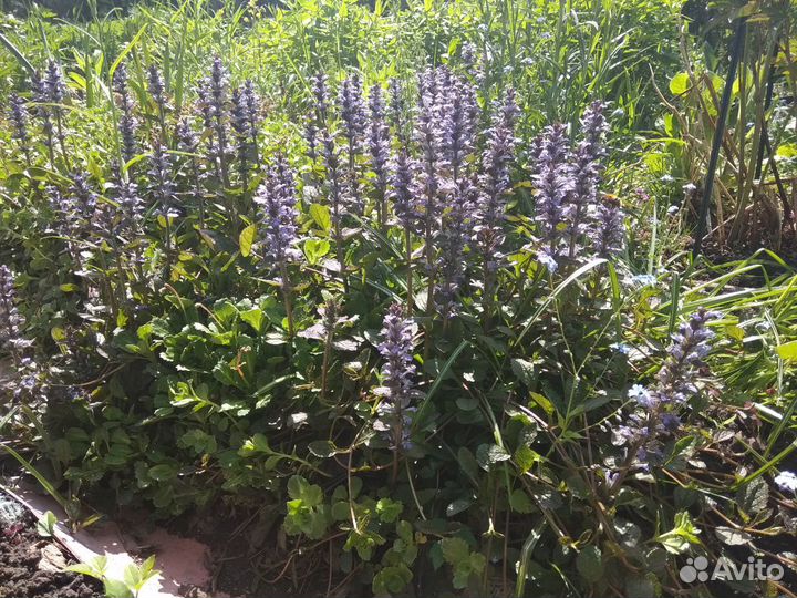 Каприфоль и многое другое