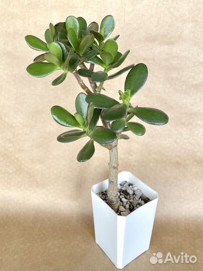 Толстянка Крассула