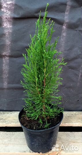 Туя Смарагд 50-60см