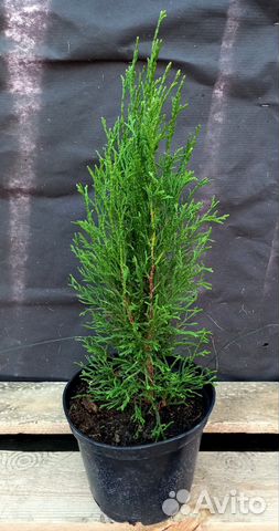 Туя Смарагд 50-60см