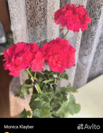 Пеларгония герань