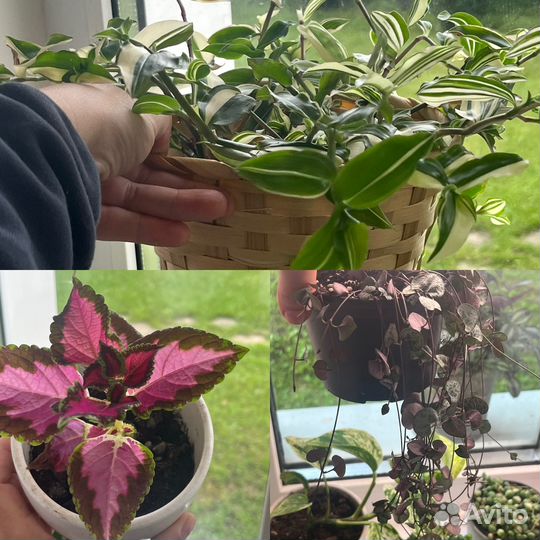 Комнатные растения излишки