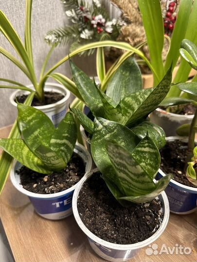 Фуксия,денежное дерево