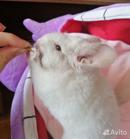 Шиншилла (мальчик)