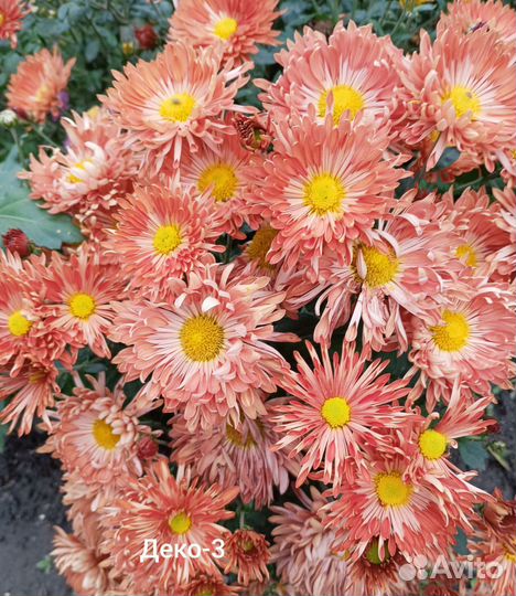 Хризантема корейская