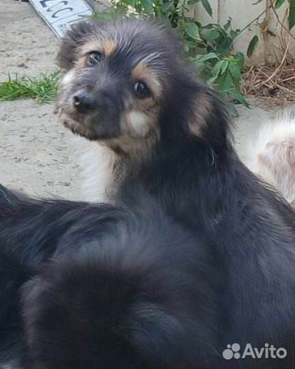 Болонки помесь