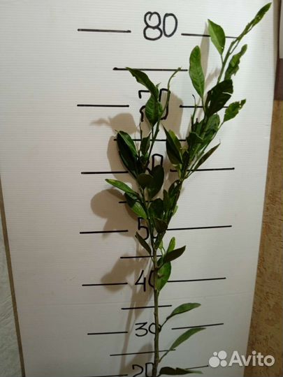 Мандарин Абхазский ранний,привитой,3 года