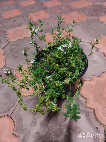 Тимьян (чабрец)