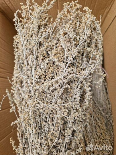 Полынь горькая