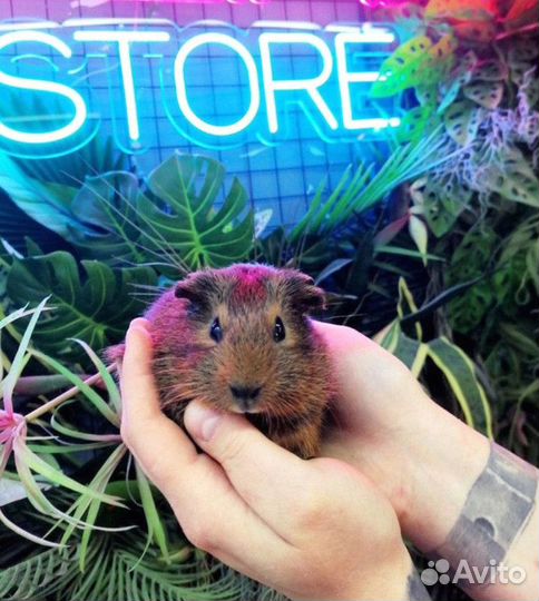 Гладкая морская свинка золото агути