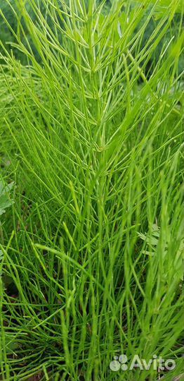 Хвощ полевой