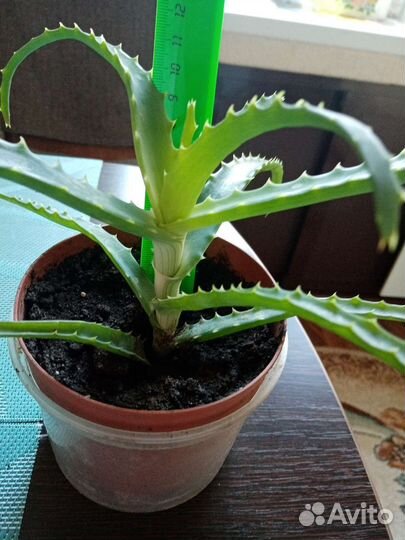 Алоэ столетник