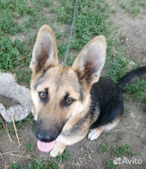 Щенок в добрые руки бесплатно