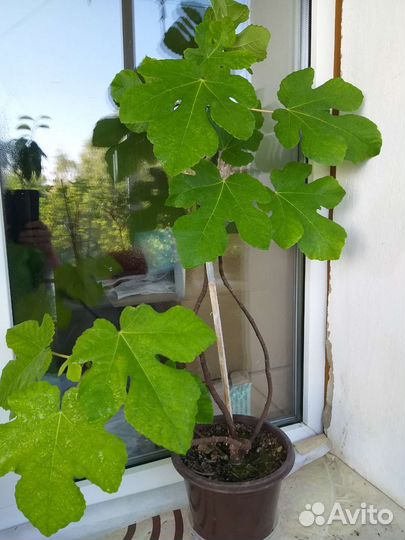 Инжир комнатный