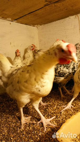 Петушки Пушкинской породы