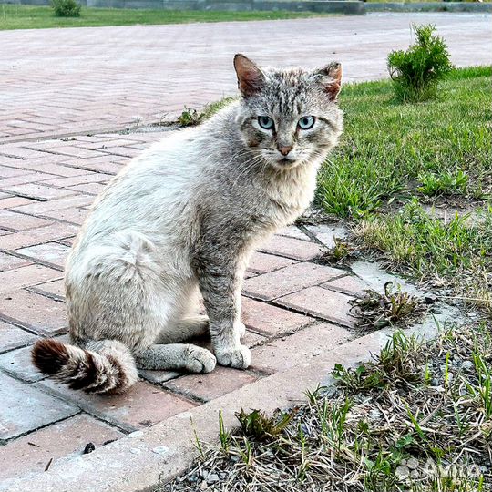 Кот в добрые руки