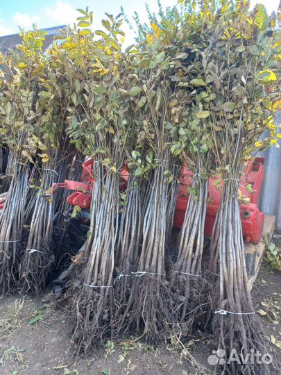 Грецкий орех идеал саженцы